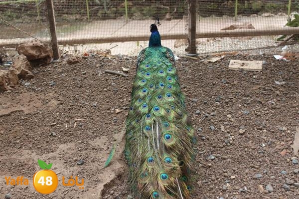 re7la mo2asaasa 0521 (130).JPG